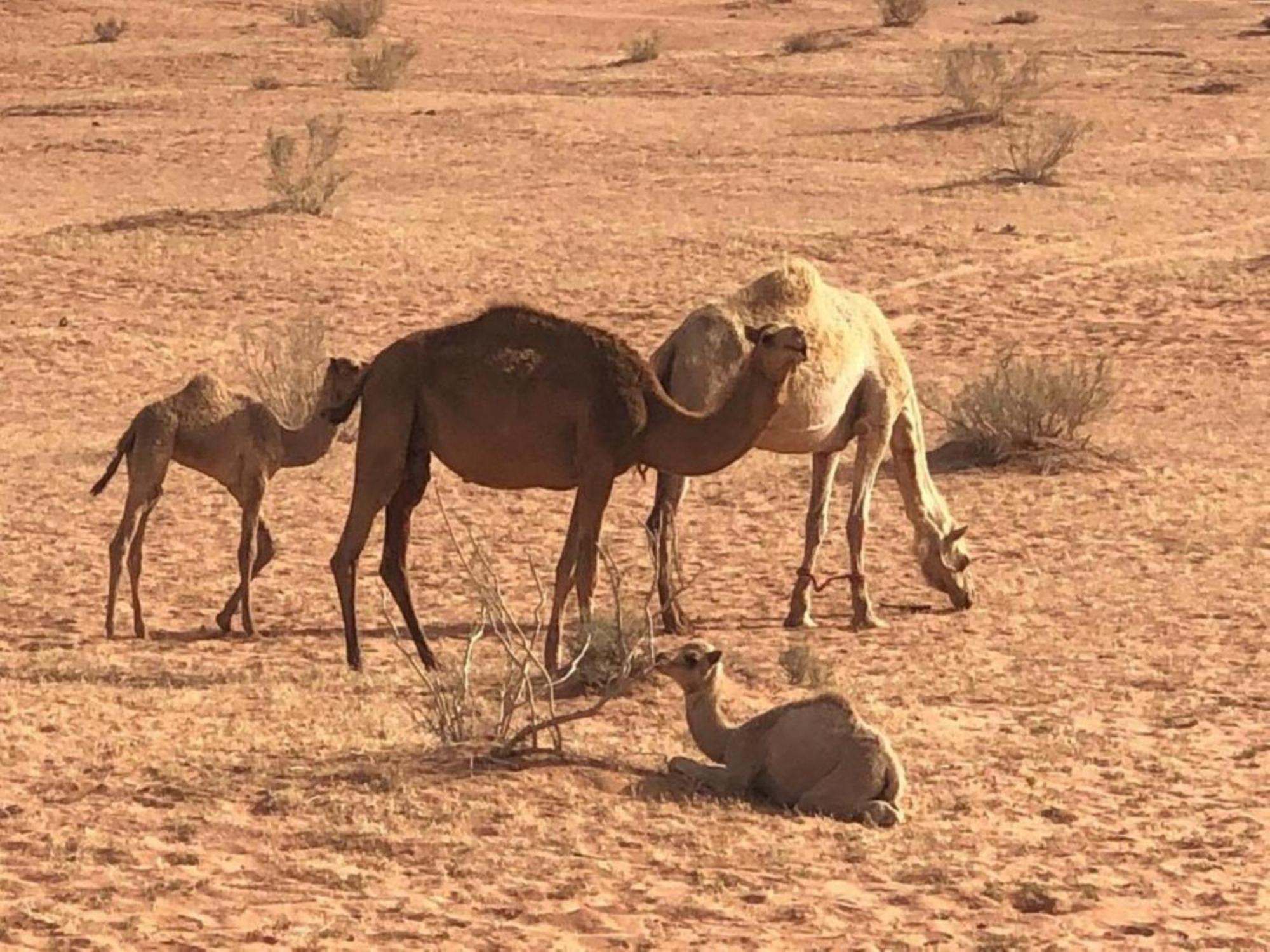 Authentic Bedouin Camp Wadi Rum Exterior foto